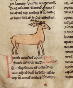 A deer in the Welsh Law of Hywel Dda, Peniarth MS 28, f.26v (Digital Mirror).